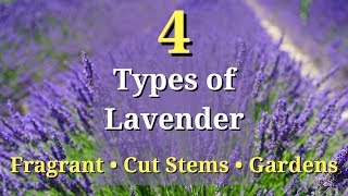 Top 7 Most Popular Varieties of Lavender  Lavender Basics 💜🌿💜  Garden Answer [upl. by Cuhp842]