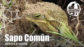 SAPO COMUNRhinella arenarum [upl. by Atnomed827]