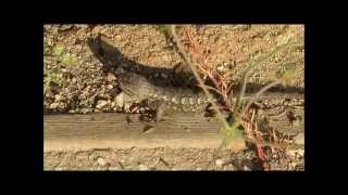 Western Fence Lizard Doing Pushups [upl. by Garvin702]