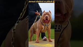 jerman Shepherd vs pitbull dog fight 💪 😱। pitbull dog। shorts  ytshorts [upl. by Alitta]