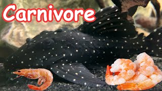 Carnivorous Plecos [upl. by Ariam758]