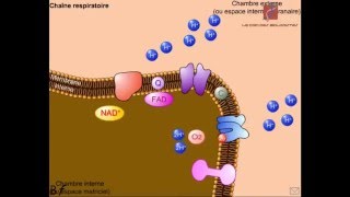 Le fonctionnement de la chaîne respiratoire Animation [upl. by Ecinwahs]