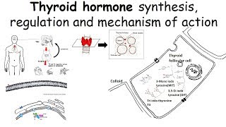 Thyroid hormone synthesis regulation and mechanism of action [upl. by Krute]