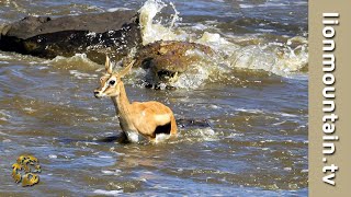 Crocodiles Catch whole herd of migrating Gazelle 🐊☠ CLASSIC WILDLIFE [upl. by Naarah]