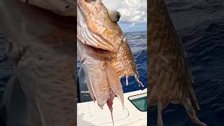 Would have been a stud snapper… gulfofmexico floridafishing mangrovesnapper [upl. by Madda]