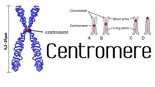 Homologous chromosomes sister chromatids bivalents etc explained [upl. by Iduj]