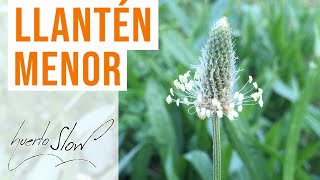 Llantén menor Plantago lanceolata [upl. by Emirac]