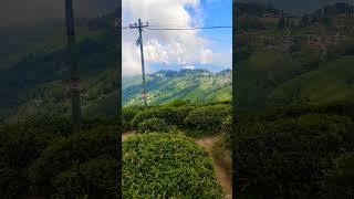 Darjeeling tea garden [upl. by Assirrec852]