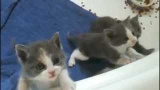 Cutest kittens ever meowing [upl. by Atul]