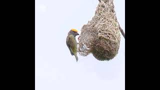 Streakedweaver Ploceus Manyarlocal name Manyar Jambulmaster nest builderStatus near threatened [upl. by Marzi]