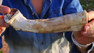 How to Harvest amp Prepare Horseradish  plus its benefits Do you know how incredible it is [upl. by Lesser]