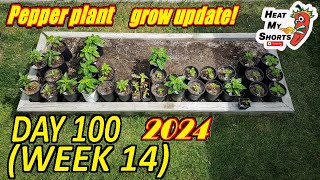 🌶️Day 100 Pepper plants grown from seed🌱Loving the natural weather🌞 [upl. by Koffman]