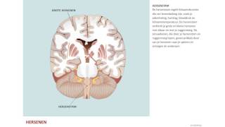 Hersenstam [upl. by Acira]