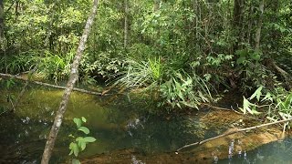 Cryptocoryne yurithiae Rasbora agilis and Boraras maculatus in Lingga island [upl. by Kippy]