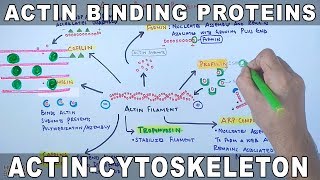 Accessory Proteins of Actin Cytoskeleton  Actin Binding Proteins [upl. by Nyrrad]