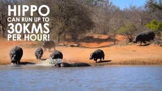 Hippos top speed faster than average human [upl. by Windy]