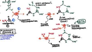 Biosíntesis y regulación de Pirimidinas [upl. by Chessa800]