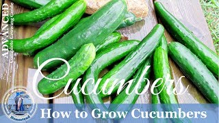 How To Grow Cucumbers Vertically on a Trellis [upl. by Mosley]