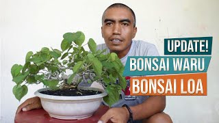 Bahan Bonsai Waru Hibiscus Tiliaceus India dan Bahan Bonsai Loa Ficus Racemosa  April 2019 [upl. by Bevus]