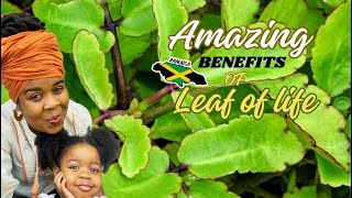 Amazing Benefits of LEAF OF LIFE Plant  BRYOPHYLLUM PINNATUMleafoflife [upl. by Nomihs734]