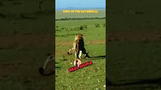 this is a wild lifetrending animals lion cheetah hyena wildlife youtubeshorts fighting fyp [upl. by Reggis]