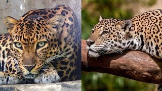 Diferencias entre el jaguar y el leopardo [upl. by Dorsy762]