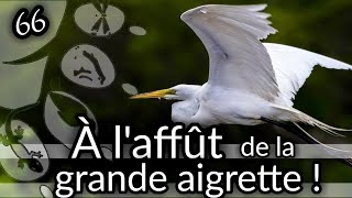 Ep66 À laffût de la grande aigrette  Ardea alba [upl. by Wes]