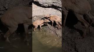 The Dramatic Rescue of A Pair of FourHorned Antelopes [upl. by Inaluahek]