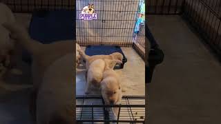 Golden Retriever puppies playing goldenpupppy puppies [upl. by Dennison]