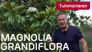 De magnolia grandiflora met bloem  Tuinmanieren [upl. by Nevuer701]