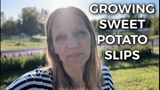 How to Grow Your Own SWEET POTATO SLIPS [upl. by Ardeed]