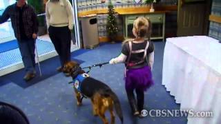 Dog Used to Detect Seizures in 6YearOld [upl. by Ailyn]