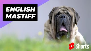 English Mastiff 🐶 One Of The Biggest Dog Breeds In The World shorts [upl. by Naamann]