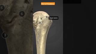 Part Of Humerus Bone shortsvideo anatomy humanbody [upl. by Orrin]