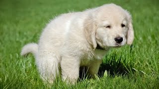 How To Potty Train A Puppy in 7 Easy Steps [upl. by Enelym]