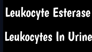 Leukocyte Esterase Urine Test  Leukocytes In Urine  Causes amp Symptoms Of High Leukocytes In Urine [upl. by Bevvy]