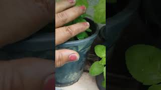 तुलसी की care कैसे करें  How to Grow Plants From Seeds [upl. by Ursola823]