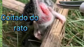 Rato com berne no furicotadinho curiosidades01 [upl. by Ialohcin]