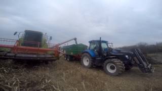 Uprawa sorgo w Polsce 2016  Sorghum Harvest in Poland 2016 [upl. by Bonacci177]