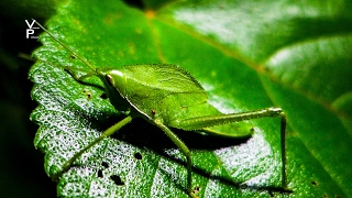 AMAZON JUNGLE TOUR MANU NATIONAL PARK PERU [upl. by Rider15]