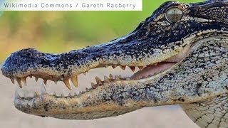 Alligator Inside Florida Walmart [upl. by Biondo]