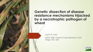 Genetic dissection of disease resistance mechanisms hijacked by a necrotrophic pathogen of wheat [upl. by Mile]