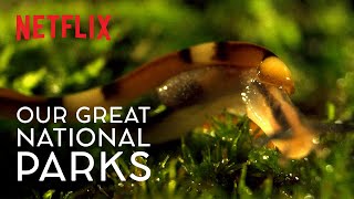 The Horror of the HammerHead Worm  Our Great National Parks  WildForAll  Netflix [upl. by Weinshienk456]