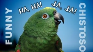 Funny Parrots Laughing  A must watch if you want to laugh [upl. by Heer]