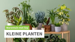 Kleine groene Kamerplanten [upl. by Davenport]