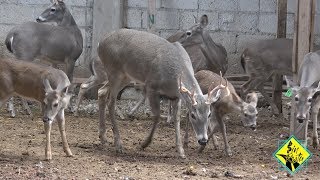 Criadero de 🦌 VENADO COLA BLANCA y BLACK BUCK [upl. by Anuait513]