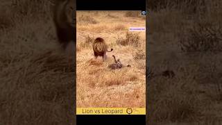 Leopard vs Lion 😱 shorts [upl. by Anaihk]