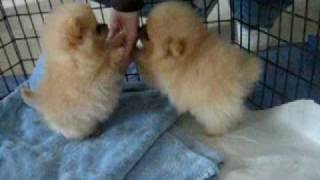 8 week old Pomeranian puppies [upl. by Havstad]