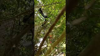 Blacksnakes mating above our porch [upl. by Nawud370]