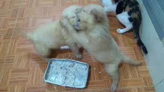 Golden Retriever Puppies Fight Over for Foods [upl. by Swan]